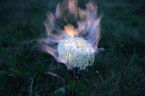coldcatalyst89:  asylum-art-2:   Beautiful Flowers Engulfed in Flames by 蒋志|Jiangzhi  “Beautiful things and objects themselves will ultimately disappear, but  the beauty itself will live on, as well as love. Perhaps this is what I  am trying to