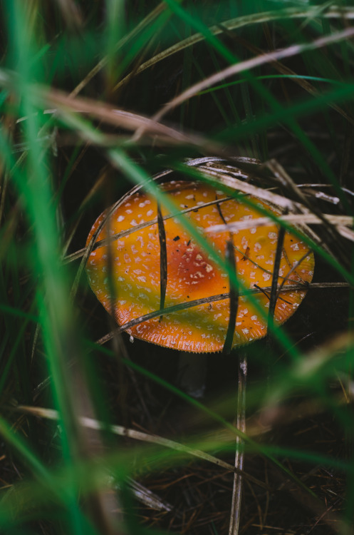 Fly Agaric (Amanita muscaria)