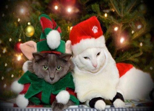 Tomorrow is Christmas Eve, so here are more good pictures of cats enjoying the holidays!!!