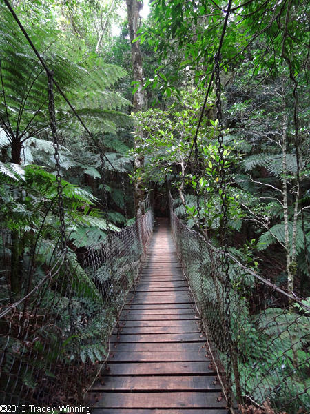 oceaniatropics:  wishing tree track, green mountains, gold coast hinterlands