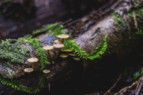 rhiannahowardphotography: Little Brown Mushrooms, Seabeck, Washington