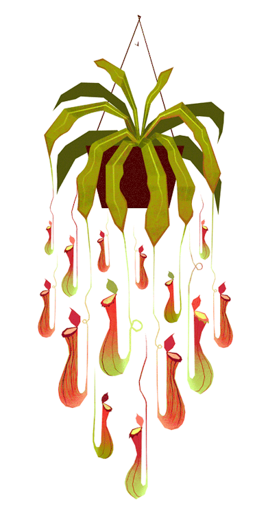 sydweiler:I adopted a pitcher plant.  Tumblr killed the gif quality.. original here
