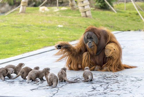 babyanimalgifs:  Orangutans Befriend Otters That Often Swim Through Their Enclosure At The Zoo Forming ‘A Very Special Bond’.(via)