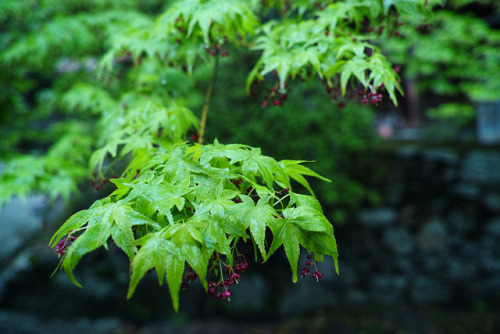 yuikki:三井寺 by Junko S. Photography on Flickr.