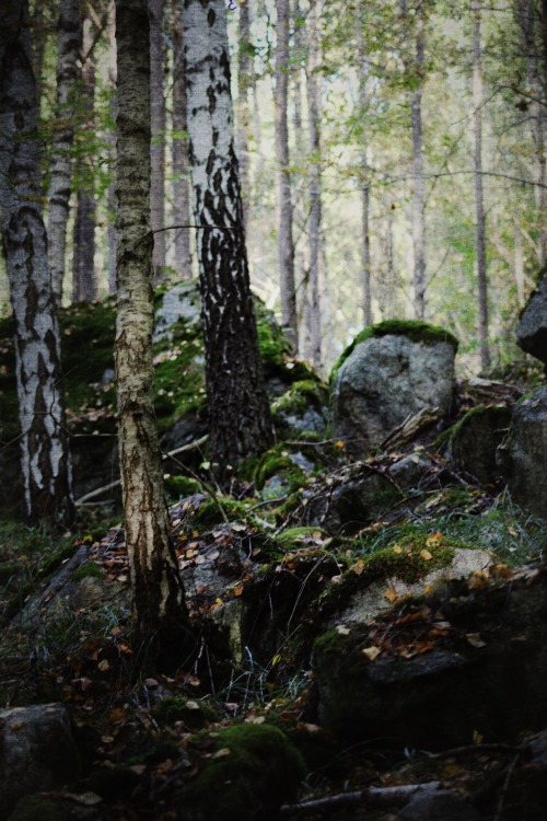 heathenharnow: Bland sorgsna träd och sovande troll X© Heathen Harnow -&nbs