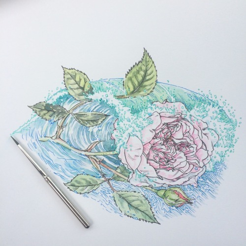 noelbadgespugh: wave breaking over rose