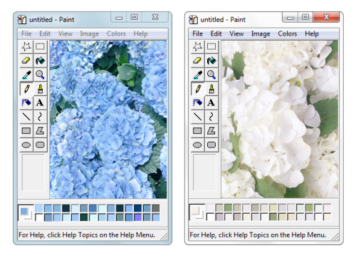 rara-rasputin: hydrangea.png