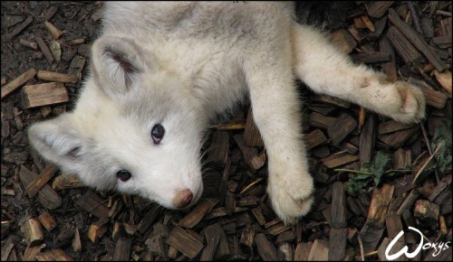 cuteness-daily: Arctic Fox Appreciation Post!