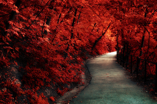 wanderlusteurope:  Flaming path, Budapest