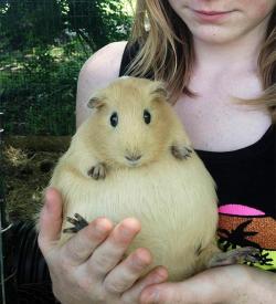 awwww-cute:  A Pregnant Guinea Pig (Source: