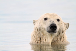machhfive:  Polar Bear - Kaktovik - Alaska (by Impisi) 