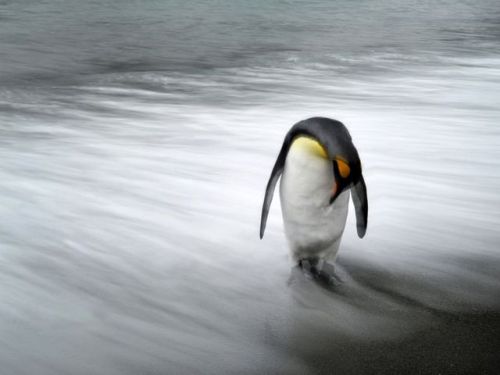 Penguins sometimes regret staying behind to die on their own and try to catch up to their group but 