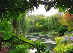 silvaris:    Monet’s garden at Giverny,