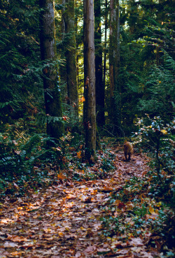 darkcoastphotography:  'Når Skogen Var Unge'Vancouver