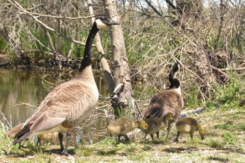 Handsome family of Canadian Geese.