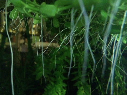 Some early morning potatoes showing all the dangling roots from bacopa growing along the surface