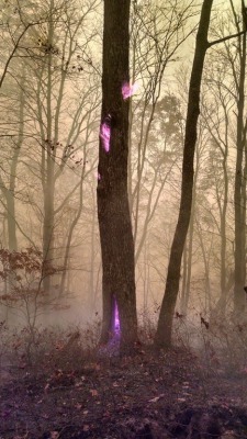thespectacularspider-girl:  boss-hoody:  sixpenceee:  A Forest Service worker photographed a fire burning inside a tree. He said there is no filter on the photo, rather, the fire is so hot this is its actual color.  Nah. Fairies.  Yup, fairies 