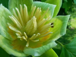 ecobota:  Liriodendron tulipiferaTulip TreeMay 20, 2014Lemon Hill, Philadelphia Pennsylvania