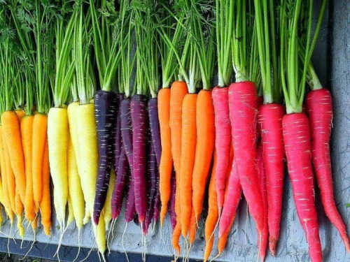 awed-frog: awed-frog: Turns out the only reason we eat orange carrots is because