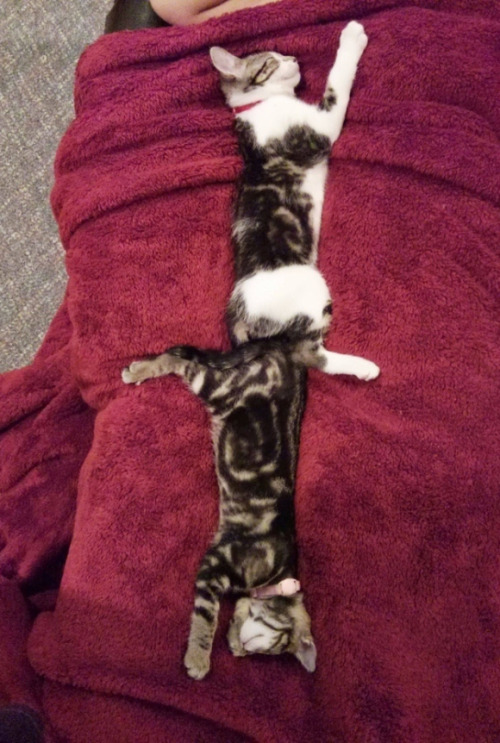 ネコみたいに眠ってみよう！ ネコのやらかす眠り方徹底攻略ガイド  Sleeping Cats