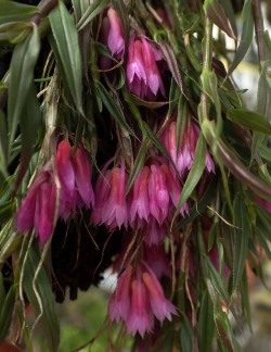 orchid-a-day: Dendrobium protractum May 8,