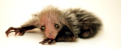 cognitohazardous:one of gods most pathetic creatures