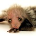 cognitohazardous:one of gods most pathetic creatures