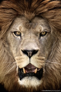 brookshawphotography:  It’s World Lion