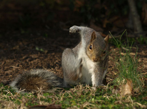 Did You Know That Squirrel's Landing Pose Makes It Look Like A Hero? Well, What If Said Hero Was About