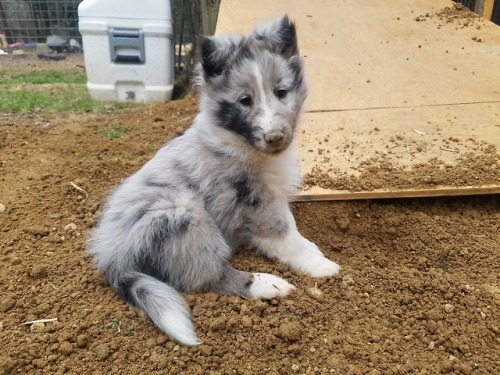 All photo credit goes to Claire Apple at Golem Kennels Working Shelties/NC Dog TrainingClaire’s pick