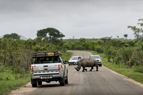 aljazeeraamerica:The human victims in the fight over rhino poaching in Africa