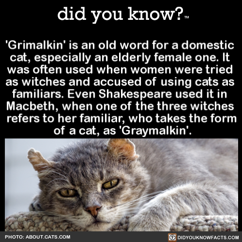 did-you-know: ‘Grimalkin’ is an old word for a domestic cat, especially an elderly female one. It wa