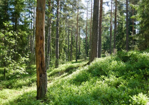 A Walk In The Forest.