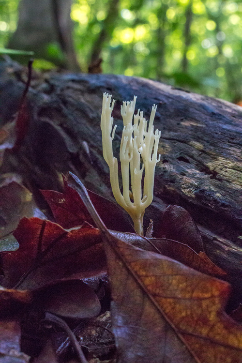 microcosmicobservations: Coral fungus - 8/17 at Hemlock Bluffs, North Carolina YouTube | Shop