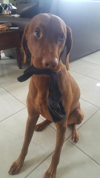 dawgoneit:Sock? What sock?