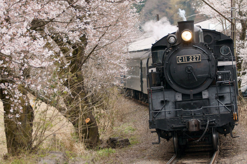 Run in cherry blossoms