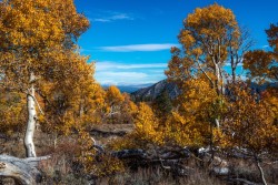 morethanphotography:  Quaking Aspen of Parker