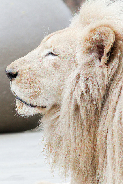 gazingatthemoonlight:  