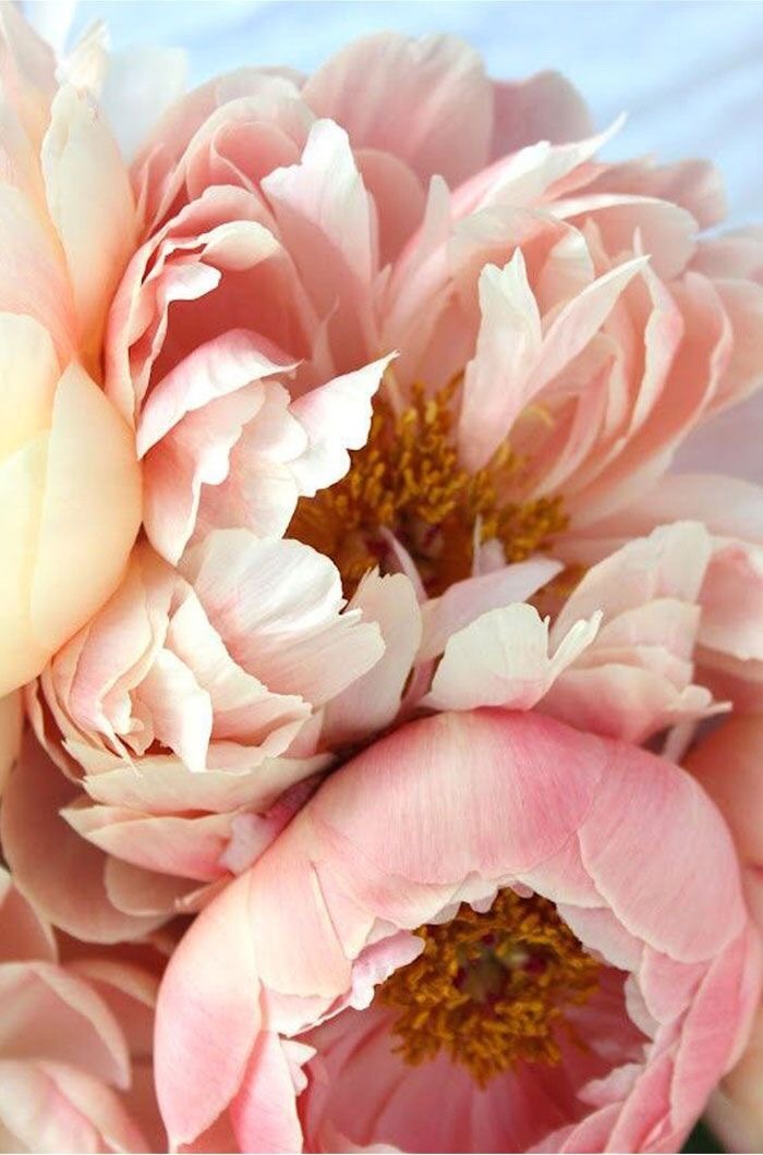 miss-mandy-m: Peonies