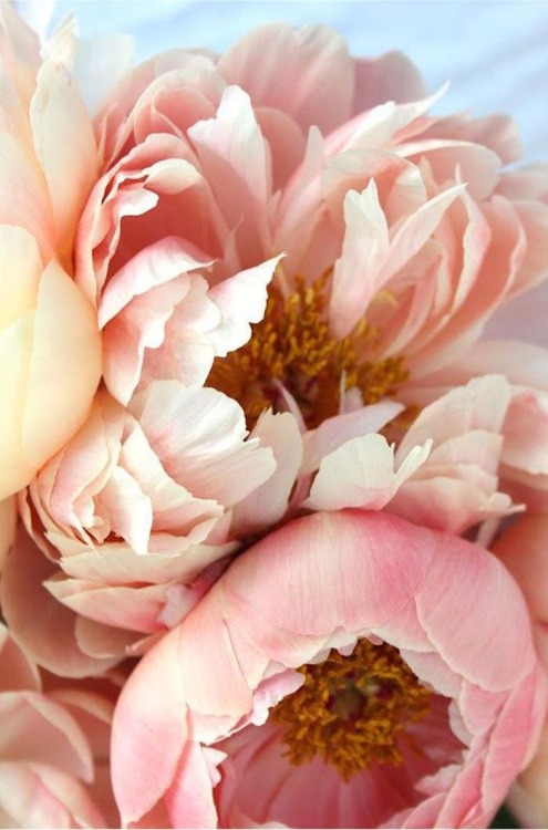 XXX miss-mandy-m: Peonies photo