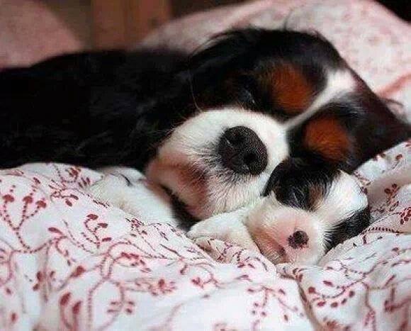 Me too puppies.