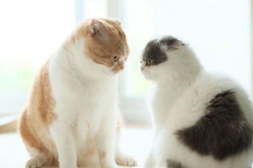じ… #fujifilm#katt#кошка#ネコ#猫#cat#neko#ぬこ#ふわもこ部#micio#japan#ocicat#whitecat#munchkin#scottishfold #今日