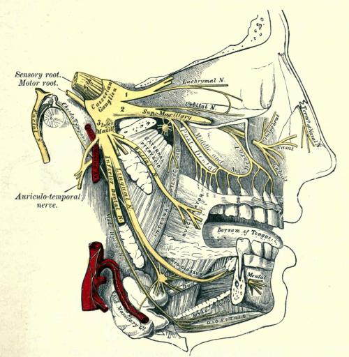 biomedicalephemera:Area of distribution of the three branches of the trigeminal nerveThe trigeminal nerve (cranial nerve V) has three primary branches: the ophthalmic (V1), maxillary (V2), and mandibular (V3). Each of these branches has sub-branches,