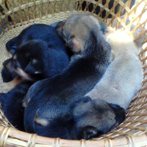 <p>#ciaoumah #animal #http #google #photos #puppy #dogs #animals #outdoor #images #Boi #beautiful #world #wonderful #images #shots #seemee #vietnam #lifestyle #pin #pinterest #cutie #anhdep</p>