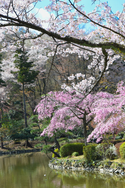 burning-soul:Photograph by shinichiro* on flickr