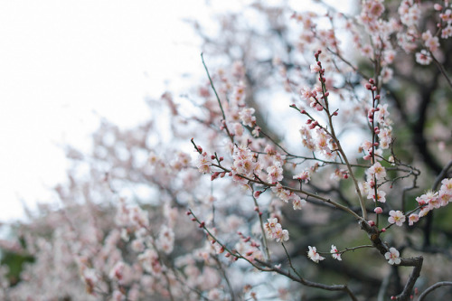 early spring by Okera on Flickr.