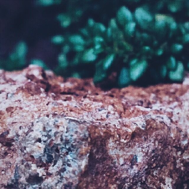 Little other things in a Flower Pot. #VSCOcam #Nexus5 #HDR+