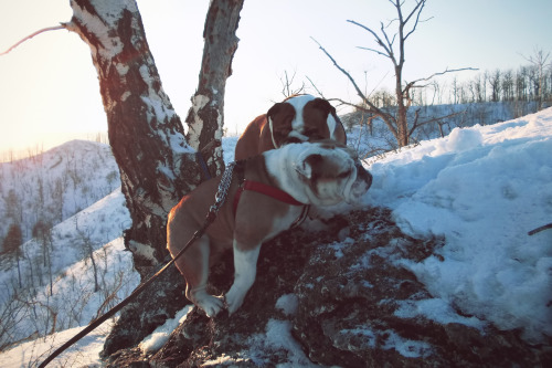 Bulldogs & Sunset