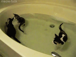 hirotohk:  meow-fuck:  If you were having a bad day, here are some kittens in a bathtub.  Totally going to try this with data…   Ohhhhhh!!!