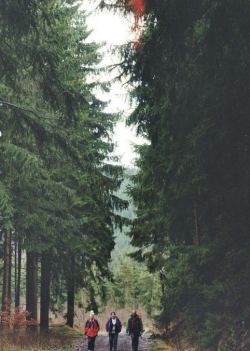 skeletons-of-trees:  strawbvrry:  nature